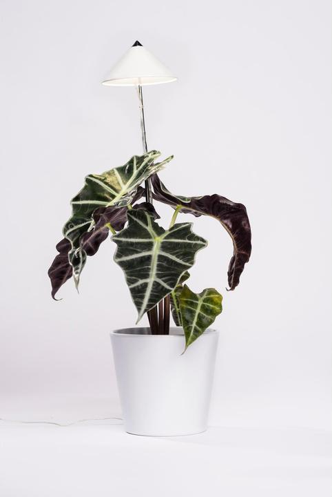 Actual product image Colibri SUNLiTE white (LED, 230 V)