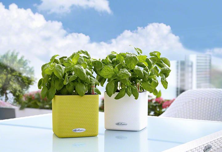 Produktbild Lechuza Cube (17 cm)