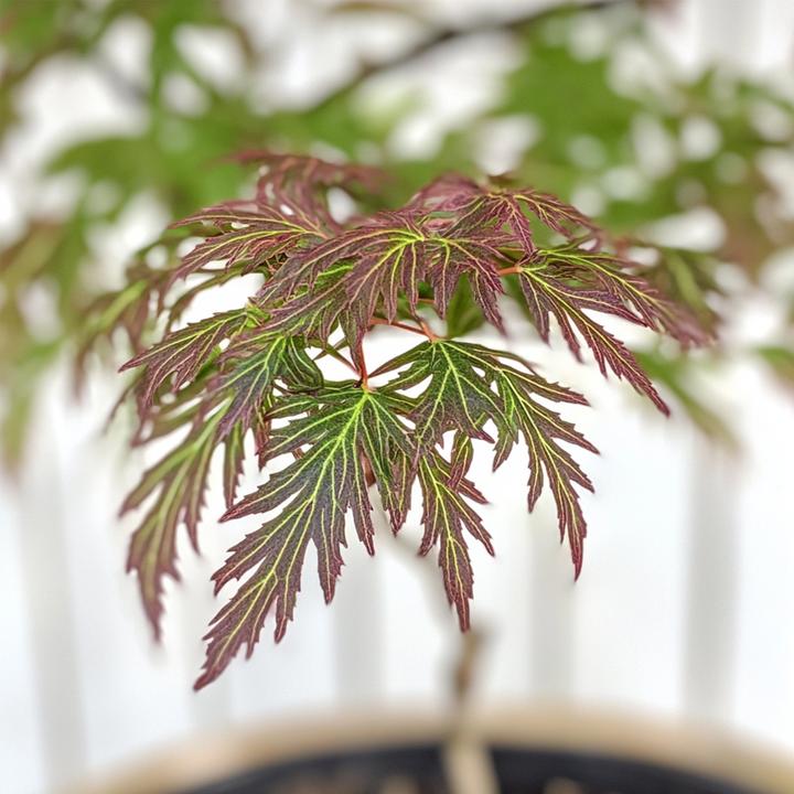 Produktbild Plant in a Box Acer palmatum 'Inaba-shidare' - 2er Set Japanischer Ahorn (30 cm)