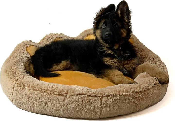 Image du produit Go Gift GoGift Chameau Patte Impression Lit XXL 85 x 85 cm (Chat, Chien)