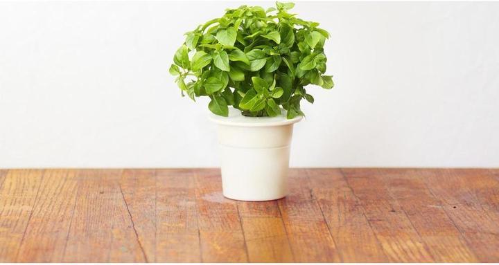 Actual product image Click and Grow Dwarf Basil (Herb seeds)