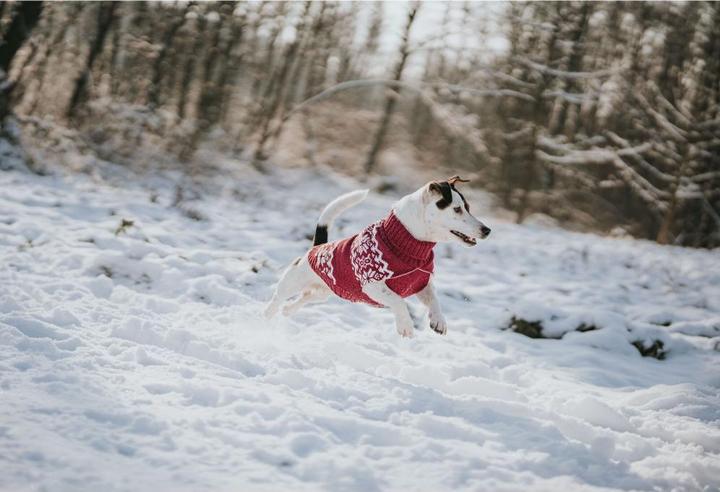 Produktbild Hunter Dogcoat Birka 30, red - (203469) (30, Hundepullover)