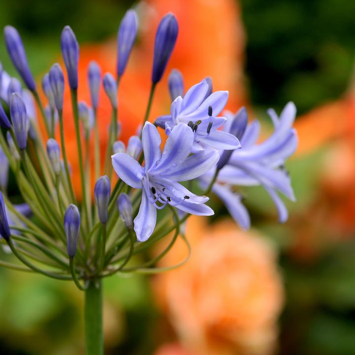 Actual product image Plant in a Box Agapanthus - set of 6 (10 cm)