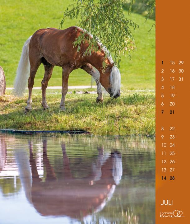 Image du produit Haflinger 2025 (Couverture rigide, Allemand)