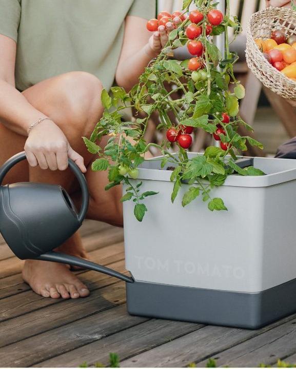 Actual product image Gusta Garden Tom Tomato (35 cm)