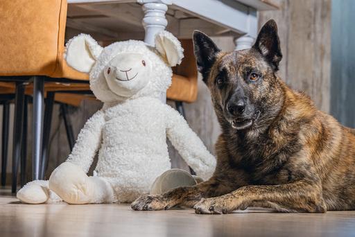 Image du produit Beeztees Bz Plu HD Splz XL Mouton Jessy (Jouet en peluche chien)