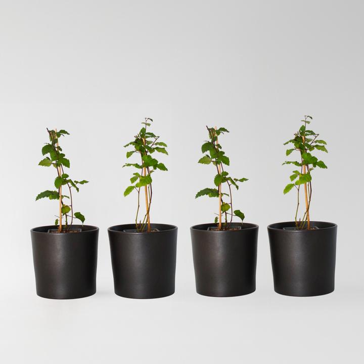 Image du produit Plant in a Box Rubus fruticosus Thornfree - Lot de 4 plants de ronces (50 cm)
