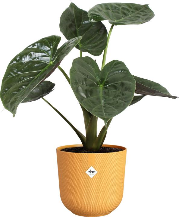 Actual product image Elho Jazz (26 cm)
