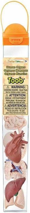 Image du produit Safari Organes humains