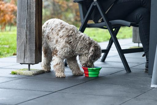 Actual product image Beeztees Travel bowl dog (0.75 l)