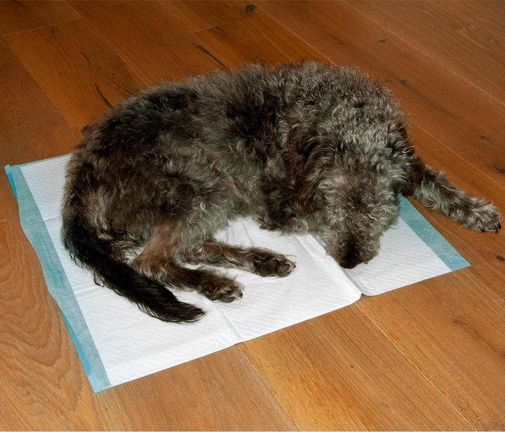 Image du produit Dogs Collection Tapis d'entraînement 30 x pour chiens, tapis pour chiots, 5 couches, anti-fuite, 60 x 60 cm (Chien)