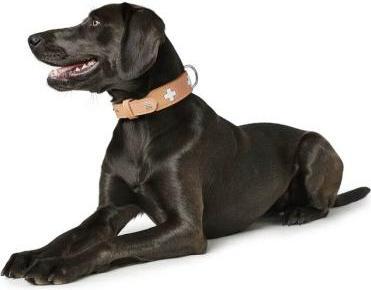 Produktbild Hunter Halsband Swiss Natur für Hunde 42 (42, Hund, Allgemein)