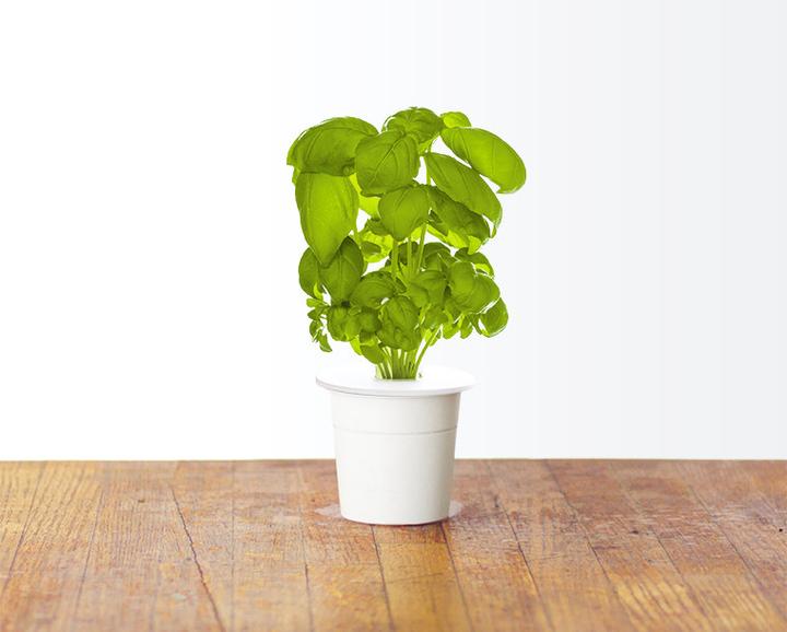 Produktbild Click and Grow Basilikum (Kräutersamen)