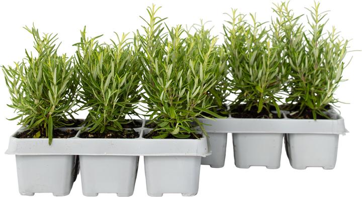 Actual product image Plant in a Box Rosmarinus Officinalis - Set of 12 Rosemary (10 cm)
