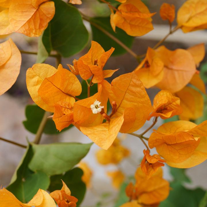 Produktbild Plant in a Box Bougainvillea 'Dania' - (50 cm)