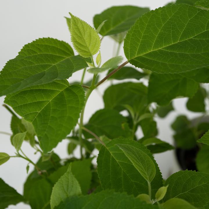 Produktbild Plant in a Box Hydrangea Strong Annabelle - 2er Set Hortensien (30 cm)