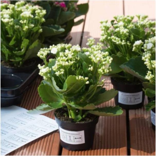 Actual product image HERMA Weatherproof labels A4
