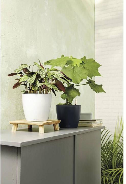 Image du produit Lechuza Classico Color (27.50 cm)