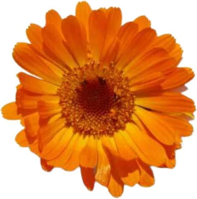 Produktbild Officinalis Dalla Grana Officinalis Calendula Arancio (Körpercreme, 100 ml)