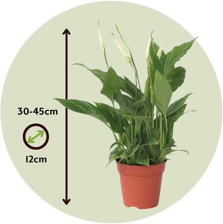 Image du produit Plant in a Box Spathiphyllum 'Torelli' - Lis de la paix (30 cm)
