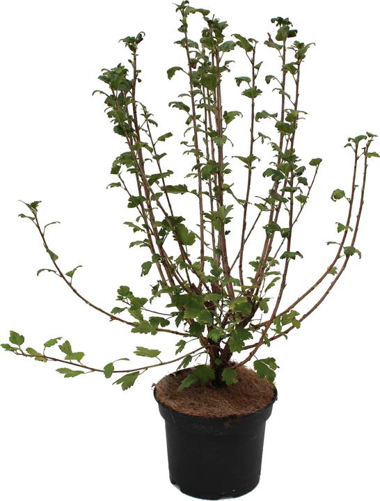 Immagine prodotto Zulauf Alpen-Johannisbeere / Ribes alpinum (50 cm)