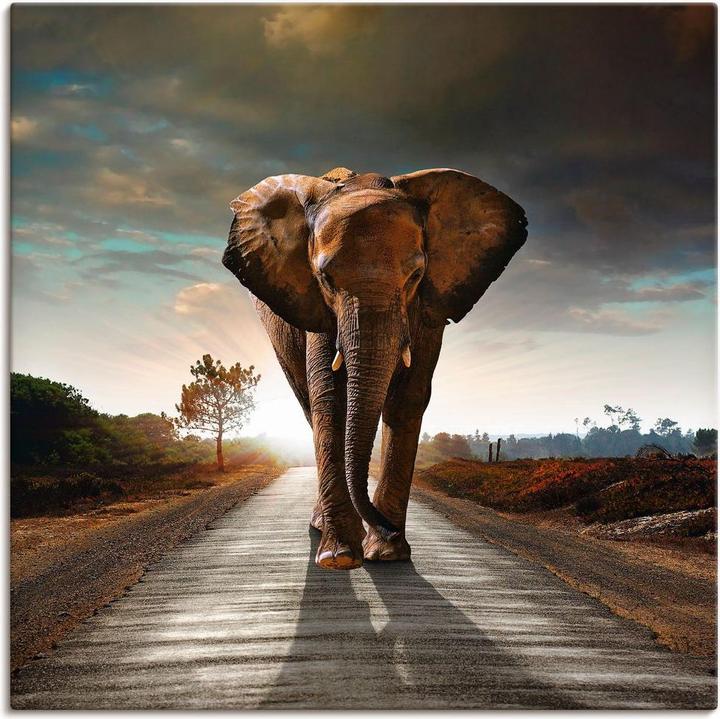 Produktbild Artland Ein Elefant läuft auf der Strasse T9QO (50x50 cm)