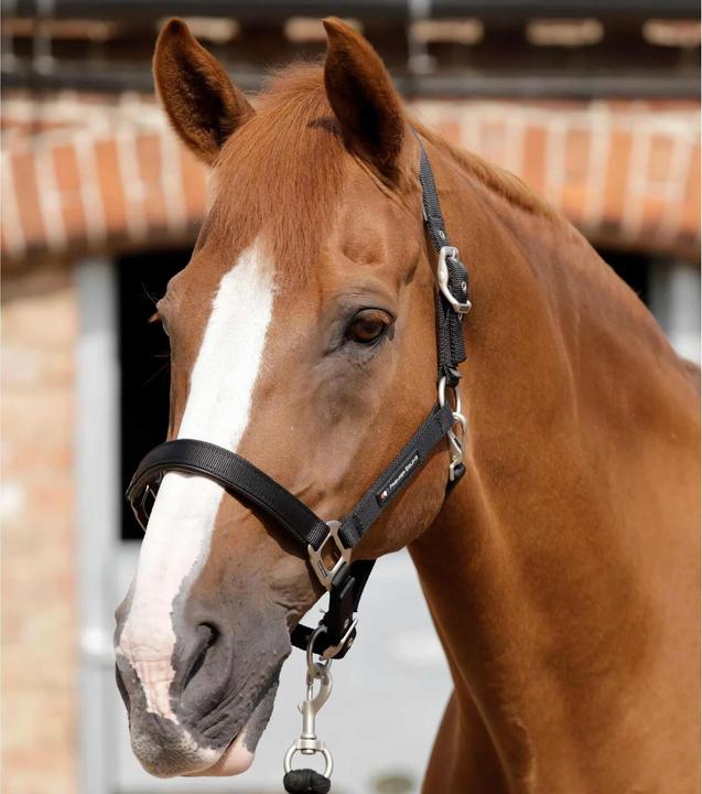 Premier Equine Licol pour cheval uni