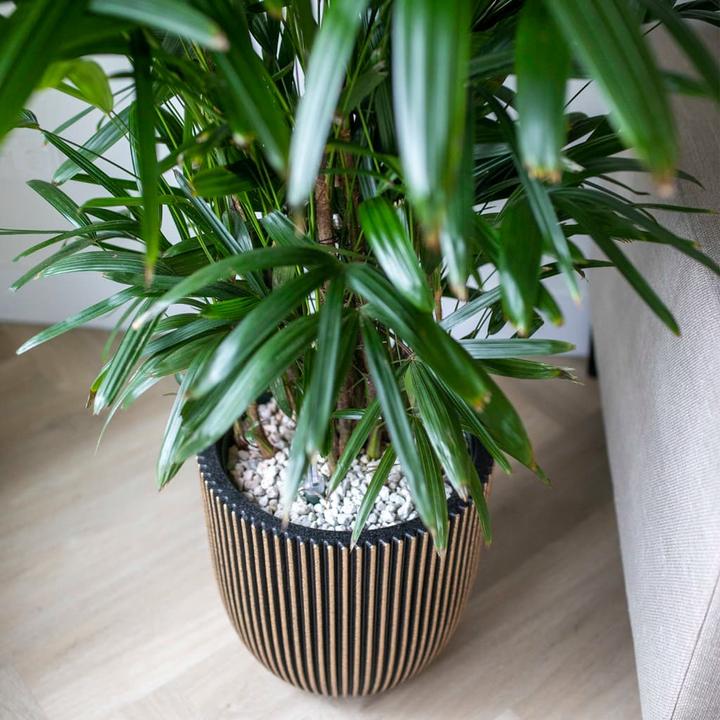 Immagine prodotto Capi Morgan (35 cm)