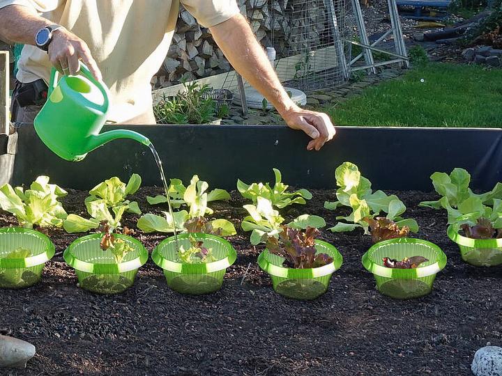 Produktbild Royal Gardineer Schneckenschutzringe ohne Gift und Chemie, 24er Set