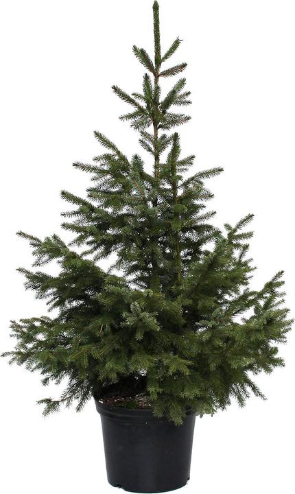 Produktbild Zulauf Serbische Fichte / Picea omorika (125 cm)