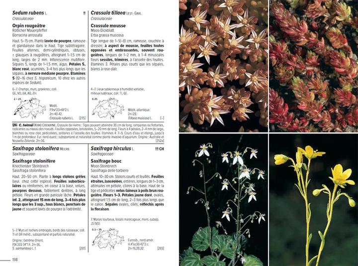 Produktbild Flora Helvetica - Flore illustrée de Suisse (Französisch, Andreas Gygax, Konrad Lauber, Gerhart Wagner, 2024)