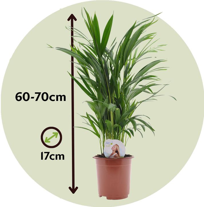 Actual product image Plant in a Box Dypsis Lutescens - Areca Gold Fruit Palm (60 cm)