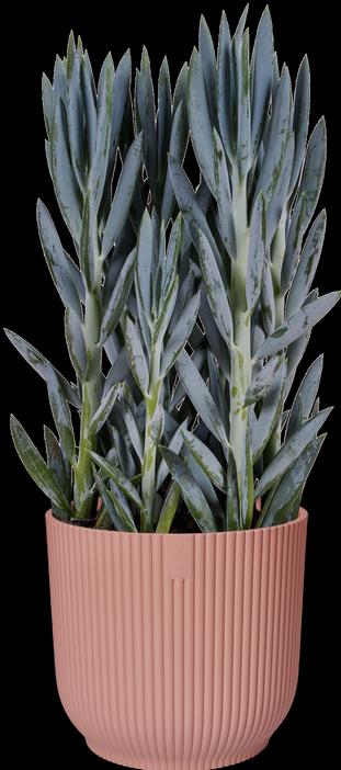 Produktbild Elho Vibes Fold (25 cm)