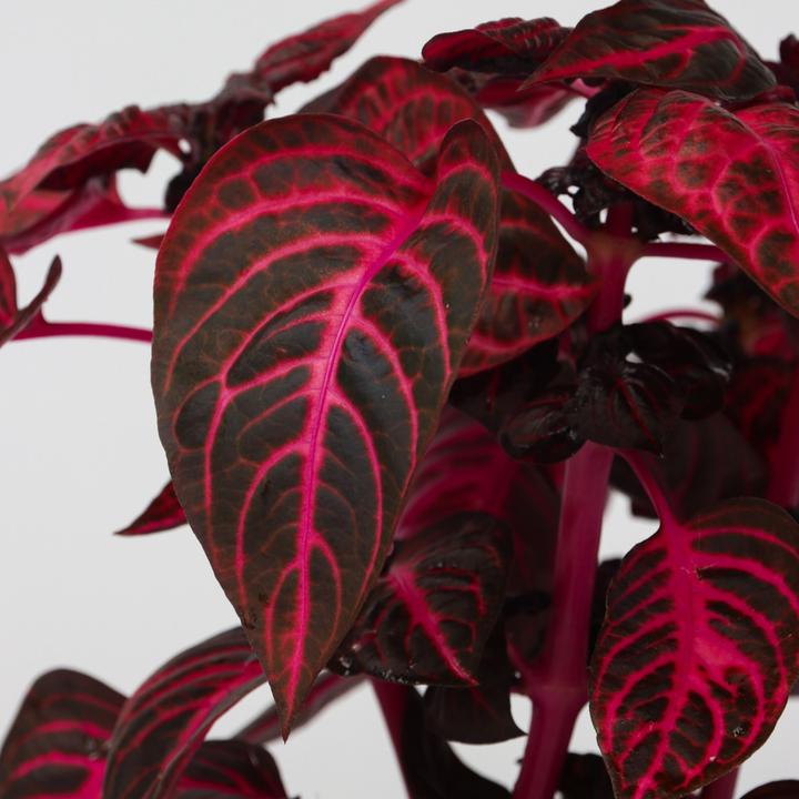 Actual product image Plant in a Box Iresine Herbstii - Set of 2 Blood Leaf (20 cm)