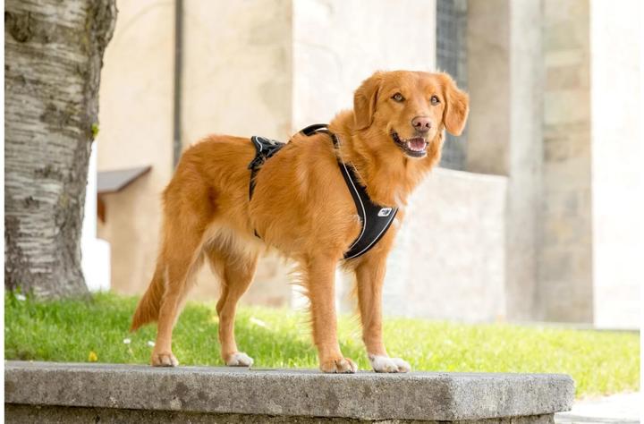 Image du produit Curli Harnais magnétique Belka Comfort (XS, Chien, Général)