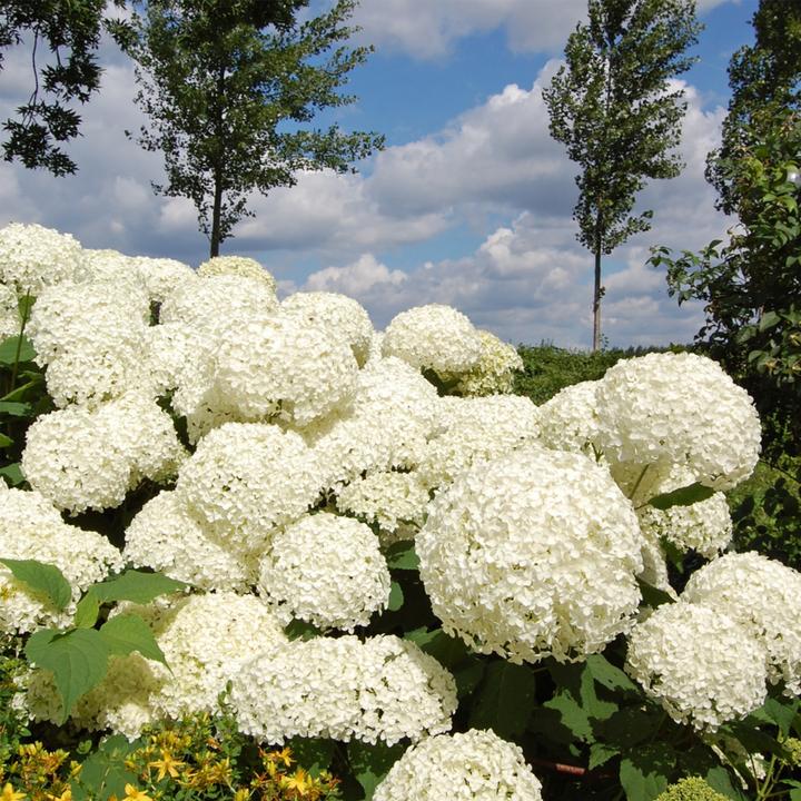 Produktbild Plant in a Box Hydrangea Strong Annabelle - 2er Set Hortensien (30 cm)