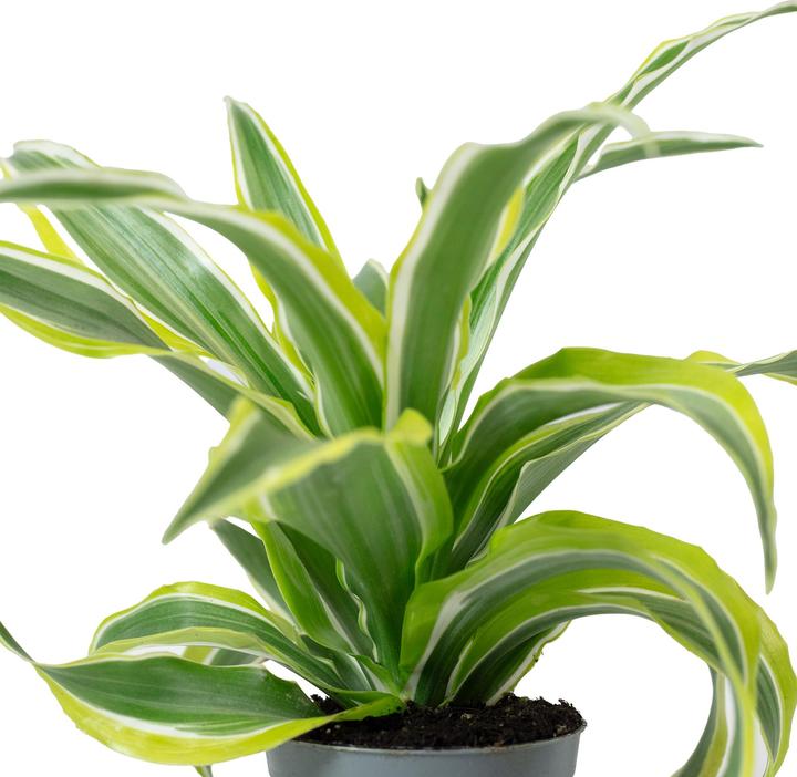 Produktbild Flowerbox Drachenbaum Lemon Surprise - Dracaena Deremensis Fragrans Lemon Surprise (6 cm)