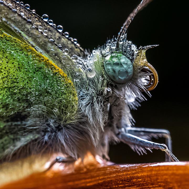 Produktbild Venus Optic Laowa 65mm f/2.8 Ultra Macro Sony E (Sony E, APS-C / DX)