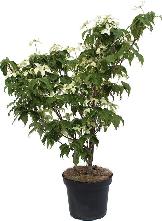 Actual product image Zulauf Blüten-Hartriegel / Cornus kousa 'Milky Way' (80 cm)