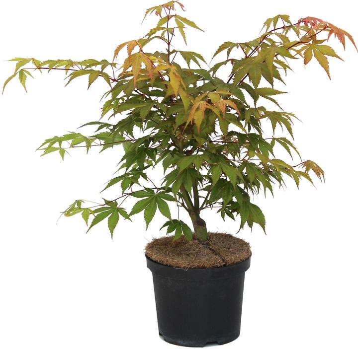 Immagine prodotto Zulauf Japanischer Fächer-Ahorn / Acer palmatum 'Osakazuki' (50 cm)