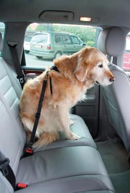 Image du produit Swisspet Harnais de sécurité DogSafe pour chiens (L, Chien, Général)