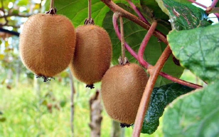 Produktbild Plant in a Box Actinidia deliciosa 'Jenny' - 6er Set Kiwibeeren Kletterpflanzen (20 cm)