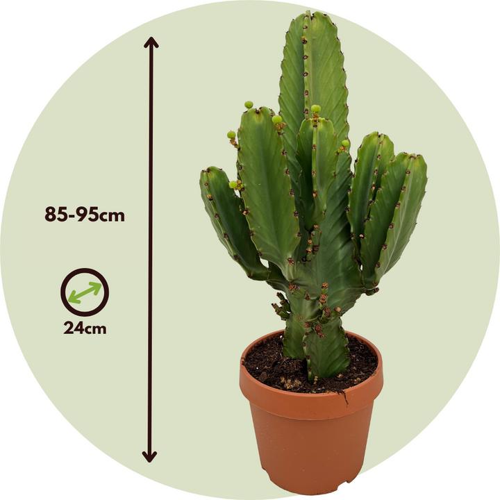 85 cm