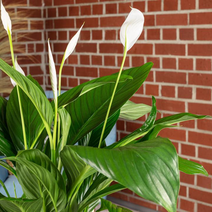 Produktbild Flowerbox Einblatt - Spathiphyllum (70 cm)