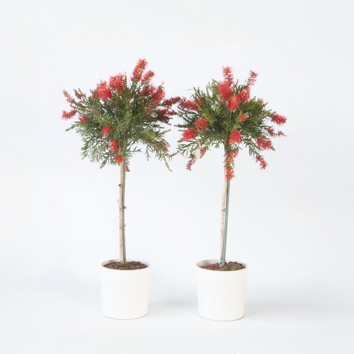 Immagine prodotto Plant in a Box Callistemon citrinus 'Splendens' - set di 2 pulitori per lampade (90 cm)