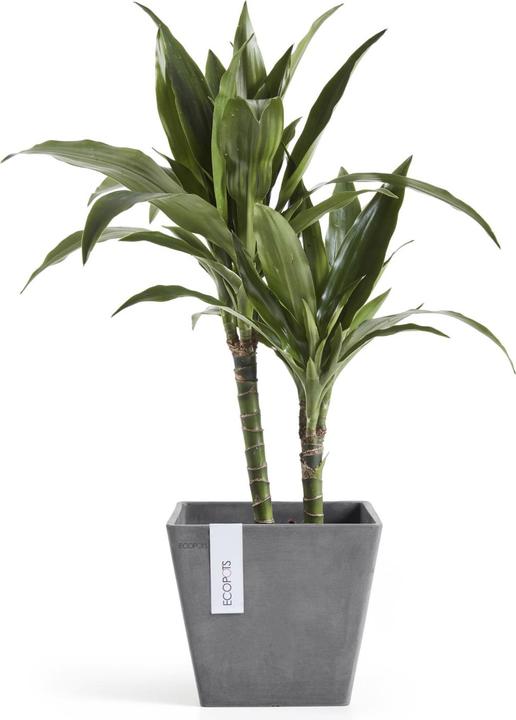 Produktbild Ecopots Rotterdam (20 cm)