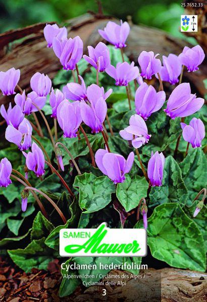 Actual product image Samen Mauser Cyclamen hederifolium (Flower seeds)