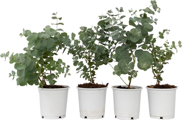 Immagine prodotto Plant in a Box Eucalipto Pulverulenta - Set di 6 Eucalipti dalle foglie d'argento (25 cm)