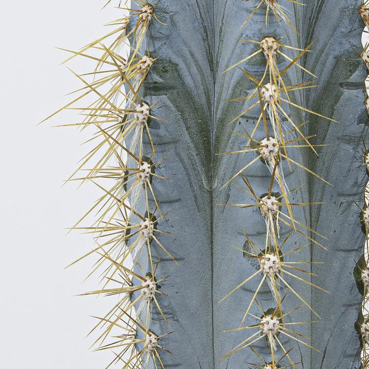 Actual product image Kakteen Gautschi Pilosocereus azureus Group (40 cm)