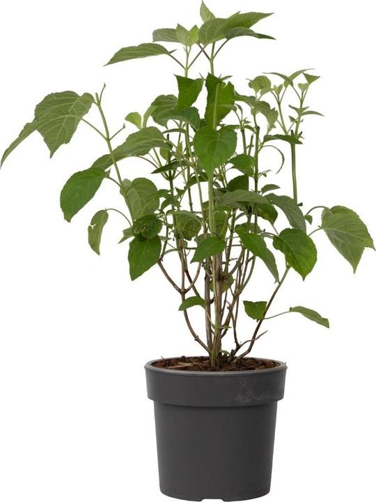 Actual product image Plant in a Box Hydrangea Strong Annabelle - Hydrangea (30 cm)